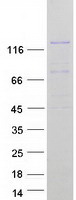 MCF2L2 Protein - Purified recombinant protein MCF2L2 was analyzed by SDS-PAGE gel and Coomassie Blue Staining