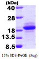 MCFD2 Protein