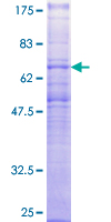 MCHR1 Protein - 12.5% SDS-PAGE of human GPR24 stained with Coomassie Blue