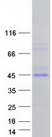 MCL1 / MCL 1 Protein - Purified recombinant protein MCL1 was analyzed by SDS-PAGE gel and Coomassie Blue Staining