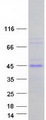 MCL1 / MCL 1 Protein - Purified recombinant protein MCL1 was analyzed by SDS-PAGE gel and Coomassie Blue Staining