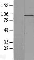 MCM10 Protein - Western validation with an anti-DDK antibody * L: Control HEK293 lysate R: Over-expression lysate