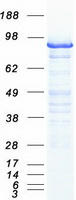 MCM3 Protein - Purified recombinant protein MCM3 was analyzed by SDS-PAGE gel and Coomassie Blue Staining