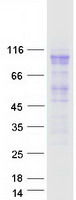 MCM4 Protein - Purified recombinant protein MCM4 was analyzed by SDS-PAGE gel and Coomassie Blue Staining