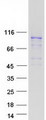 MCM4 Protein - Purified recombinant protein MCM4 was analyzed by SDS-PAGE gel and Coomassie Blue Staining