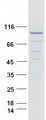 MCM7 Protein - Purified recombinant protein MCM7 was analyzed by SDS-PAGE gel and Coomassie Blue Staining