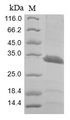 MCNAA / BPHL Protein - (Tris-Glycine gel) Discontinuous SDS-PAGE (reduced) with 5% enrichment gel and 15% separation gel.