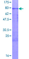 MCRS1 / MSP58 Protein - 12.5% SDS-PAGE of human MCRS1 stained with Coomassie Blue