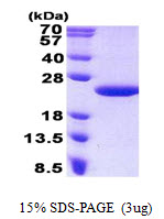 MCTS1 Protein