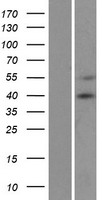 MCU / CCDC109A Protein - Western validation with an anti-DDK antibody * L: Control HEK293 lysate R: Over-expression lysate