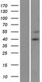 MCU / CCDC109A Protein - Western validation with an anti-DDK antibody * L: Control HEK293 lysate R: Over-expression lysate