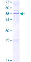 MCU / CCDC109A Protein - 12.5% SDS-PAGE of human MCU stained with Coomassie Blue