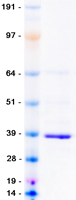 MCU / CCDC109A Protein - Purified recombinant protein MCU was analyzed by SDS-PAGE gel and Coomassie Blue Staining