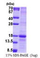 MD-1 / LY86 Protein