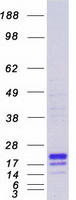 MD-1 / LY86 Protein - Purified recombinant protein LY86 was analyzed by SDS-PAGE gel and Coomassie Blue Staining