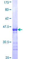 MDFI / I-MF Protein - 12.5% SDS-PAGE Stained with Coomassie Blue.