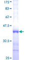 MDH / MDH2 Protein - 12.5% SDS-PAGE Stained with Coomassie Blue.