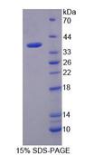 MDH / MDH2 Protein - Recombinant Malate Dehydrogenase 2 By SDS-PAGE