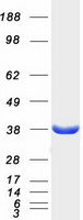 MDH / MDH2 Protein - Purified recombinant protein MDH2 was analyzed by SDS-PAGE gel and Coomassie Blue Staining