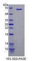 MDH1 Protein - Recombinant Malate Dehydrogenase 1 By SDS-PAGE