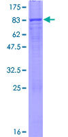 MDH1B Protein - 12.5% SDS-PAGE of human MDH1B stained with Coomassie Blue