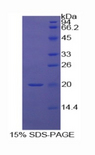 MDK / Midkine Protein - Recombinant Midkine By SDS-PAGE