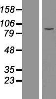 MDM1 Protein - Western validation with an anti-DDK antibody * L: Control HEK293 lysate R: Over-expression lysate
