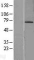 MDM2 Protein - Western validation with an anti-DDK antibody * L: Control HEK293 lysate R: Over-expression lysate