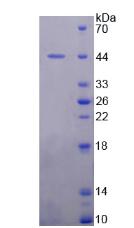 MDM2 Protein - Active Mdm2 p53 Binding Protein Homolog (MDM2) by SDS-PAGE