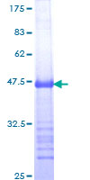 MDM4 / MDMX Protein - 12.5% SDS-PAGE Stained with Coomassie Blue.