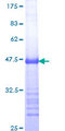 MDM4 / MDMX Protein - 12.5% SDS-PAGE Stained with Coomassie Blue.