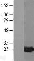 MDP-1 Protein - Western validation with an anti-DDK antibody * L: Control HEK293 lysate R: Over-expression lysate