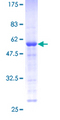 MEA1 Protein - 12.5% SDS-PAGE of human MEA1 stained with Coomassie Blue