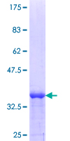 MEA1 Protein - 12.5% SDS-PAGE Stained with Coomassie Blue.