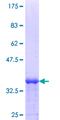 MEA1 Protein - 12.5% SDS-PAGE Stained with Coomassie Blue.