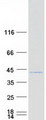 MEA1 Protein - Purified recombinant protein MEA1 was analyzed by SDS-PAGE gel and Coomassie Blue Staining