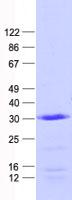 MEAF6 / C1orf149 Protein