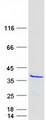 MEAF6 / C1orf149 Protein - Purified recombinant protein MEAF6 was analyzed by SDS-PAGE gel and Coomassie Blue Staining