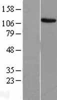 MECOM / EVI1 Protein - Western validation with an anti-DDK antibody * L: Control HEK293 lysate R: Over-expression lysate