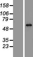 MECP2 Protein - Western validation with an anti-DDK antibody * L: Control HEK293 lysate R: Over-expression lysate
