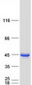 MECR Protein - Purified recombinant protein MECR was analyzed by SDS-PAGE gel and Coomassie Blue Staining
