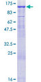 MED16 / THRAP5 Protein - 12.5% SDS-PAGE of human MED16 stained with Coomassie Blue