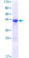 MED18 Protein - 12.5% SDS-PAGE of human MED18 stained with Coomassie Blue
