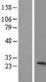 MED20 Protein - Western validation with an anti-DDK antibody * L: Control HEK293 lysate R: Over-expression lysate