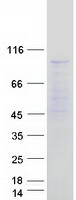 MED24 / TRAP100 Protein - Purified recombinant protein MED24 was analyzed by SDS-PAGE gel and Coomassie Blue Staining
