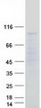 MED24 / TRAP100 Protein - Purified recombinant protein MED24 was analyzed by SDS-PAGE gel and Coomassie Blue Staining