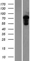 MED25 Protein - Western validation with an anti-DDK antibody * L: Control HEK293 lysate R: Over-expression lysate