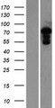 MED25 Protein - Western validation with an anti-DDK antibody * L: Control HEK293 lysate R: Over-expression lysate
