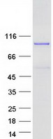 MED25 Protein - Purified recombinant protein MED25 was analyzed by SDS-PAGE gel and Coomassie Blue Staining