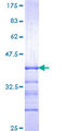 MED26 / CRSP7 Protein - 12.5% SDS-PAGE Stained with Coomassie Blue.